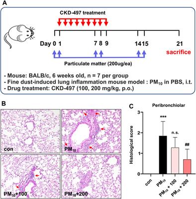 CKD-497 inhibits NF-kB signaling and ameliorates inflammation and pulmonary fibrosis in ovalbumin-induced asthma and particulate matter-induced airway inflammatory diseases